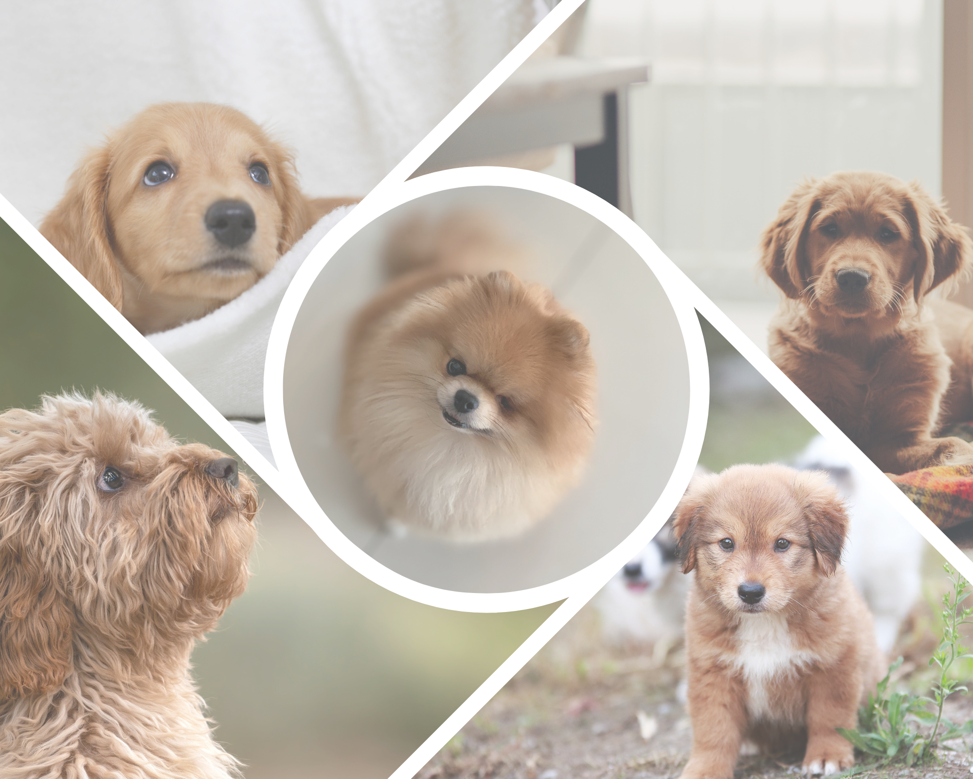 pet products